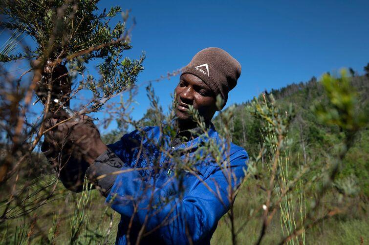 Man cutting branches from a tree