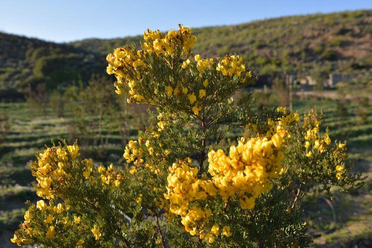 Tree with many yellow flowers