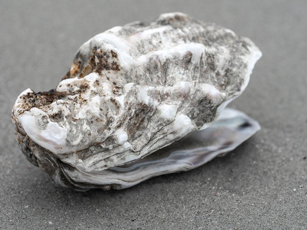 Pazifische Auster am Strand 