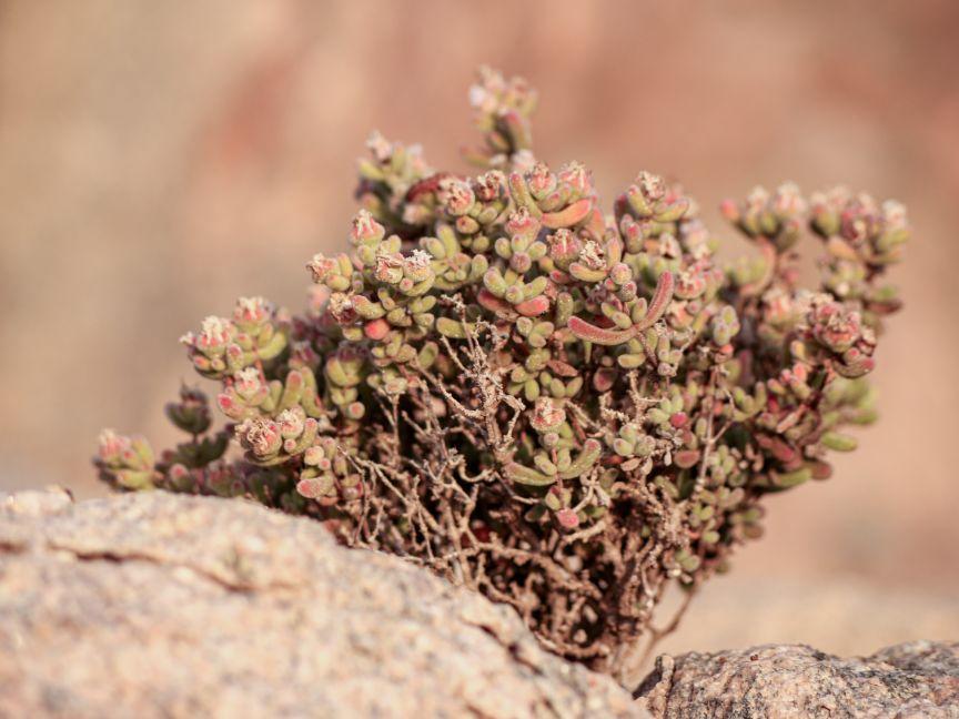 Nahaufnahme einer Pflanze