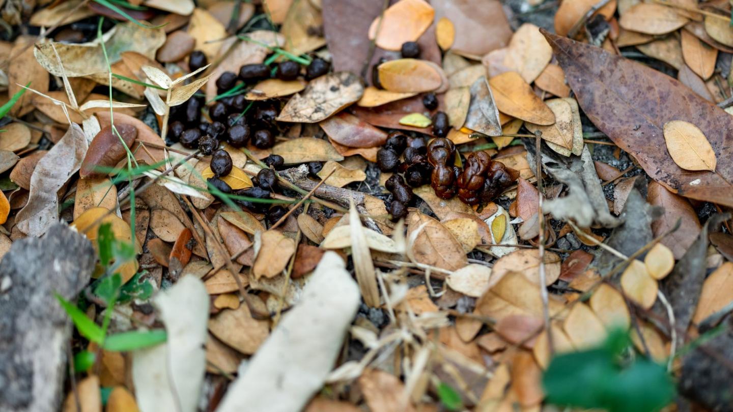 Exkremente, die als Spur dienen