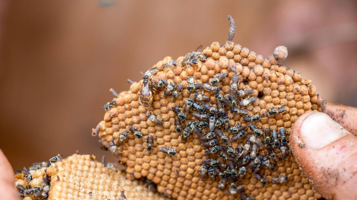 Nahaufnahme einer Hand, die eine Beinenwabe mit mehreren Bienen hält.