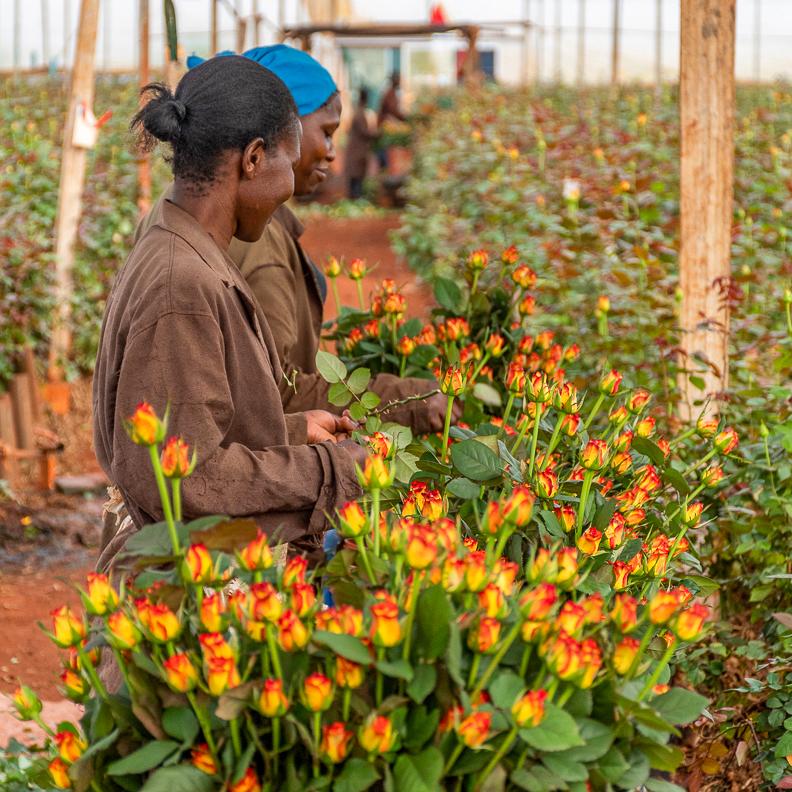 Zwei Frauen stehen in einem Rosenfeld