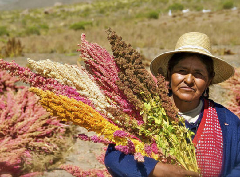 Eine peruanische Landwirtin hält Quinoa im Arm.