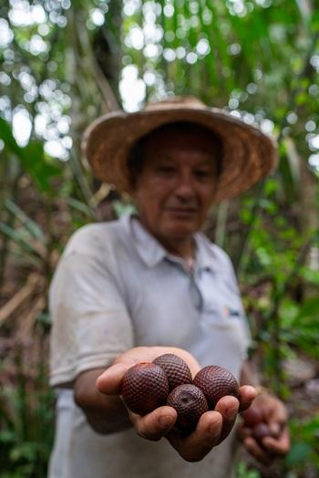 Eine Person mit Strohhut hält vier Amazonasfrüchte, sogenannte „canangucha“, in die Kamera.
