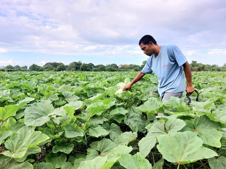 Ein Mann steht in einem Reisfeld, das in eine Okra-Farm umgewandelt wurde, um die geringe Bewässerung auszugleichen. Copyright: Jimmy LORO / GIZ