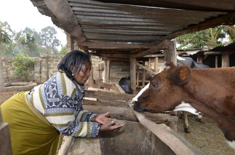 Eine Landwirtin in Kenia steht im Stall bei einem ihrer Rinder.