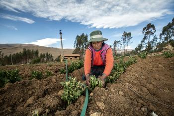 Eine Kleinbäuerin erntet Kartoffeln.