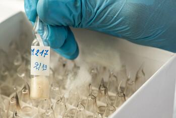 Ampullen in einer Schachtel. Eine wird von einer Hand im sterilen Handschuh hochgehoben.