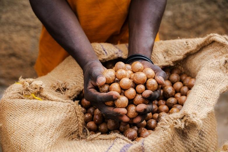 Frau in Ruanda hält Macadamianüsse in den Händen