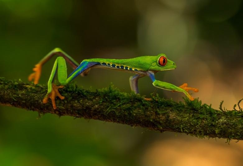 Ein Frosch auf einem Ast in Costa Rica © Unsplash/Zdenek Machacek
