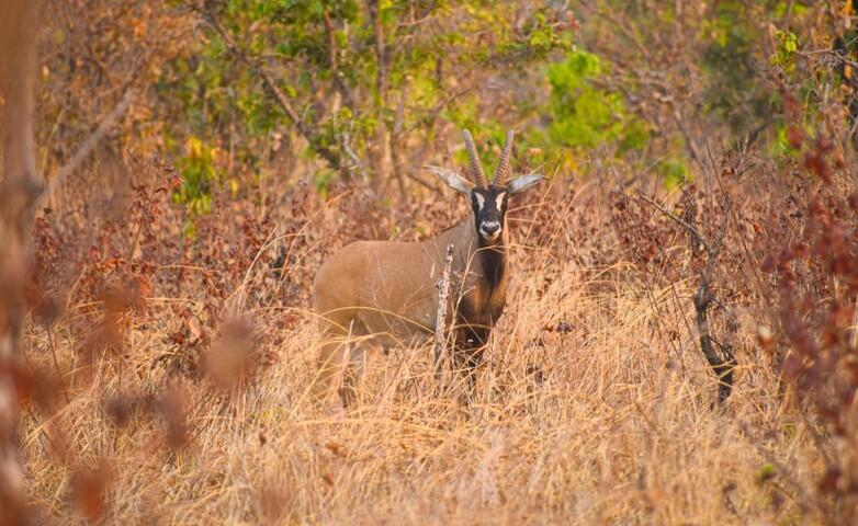 gizIMAGE-nachhaltiges-waldmanagement-im-kongobecken-foerdern