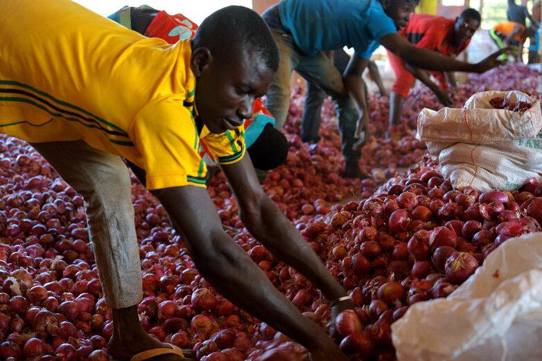 Landwirte stehen zwischen Zwiebeln, die sie in Säcke abfüllen.