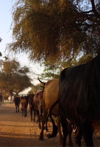 Eine Rinderherde läuft auf einer Straße. Copyright: GIZ