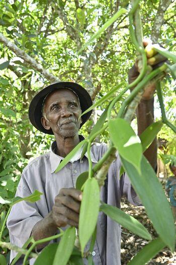 A farmer tends to a vanilla plant.