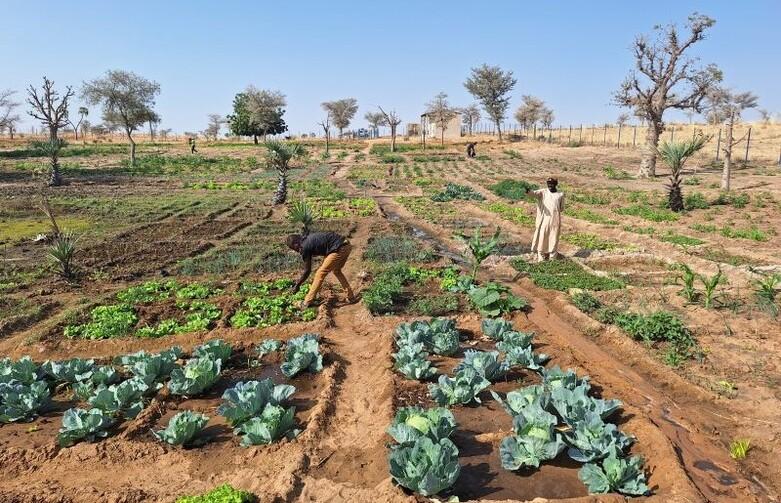 Flächen mit klima- und nährstoffangepasstem Obst und Gemüseanbau