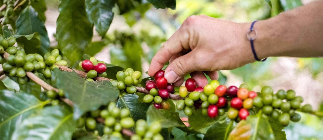 Kaffeebeeren am Ast und eine Hand die pflückt