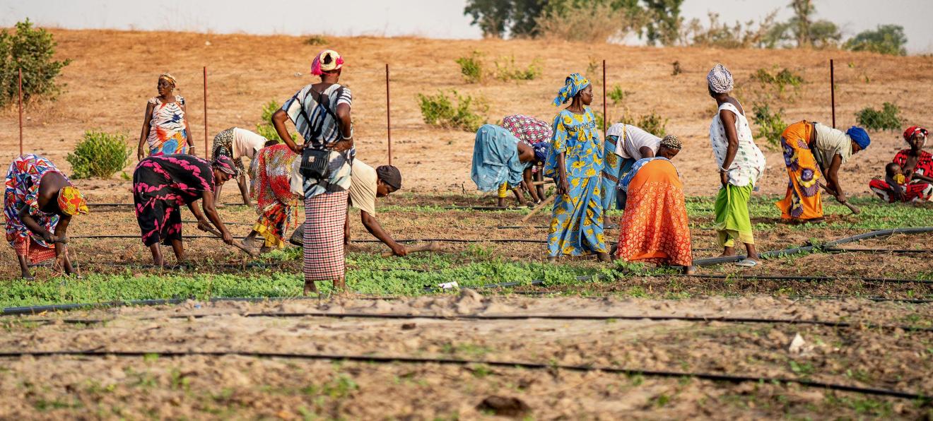 Frauen arbeiten auf einem Feld
