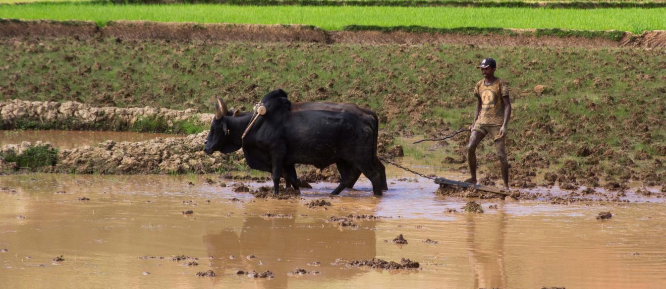 Der Ochsenpflug ist in Madagaskar das fortschrittlichste Ackergerät