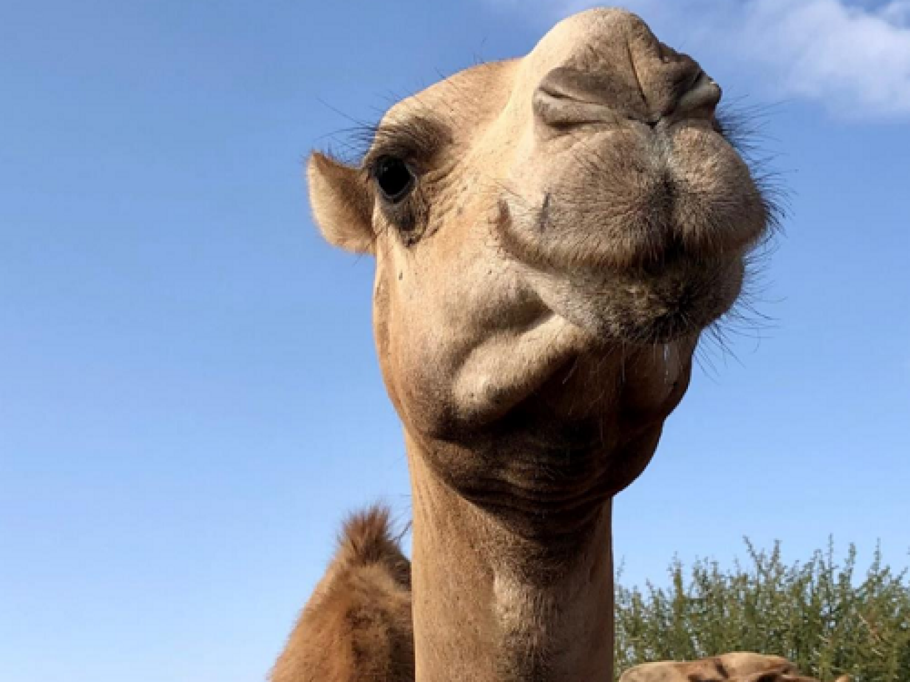 Ein Kamel starrt direkt in die Kamera.