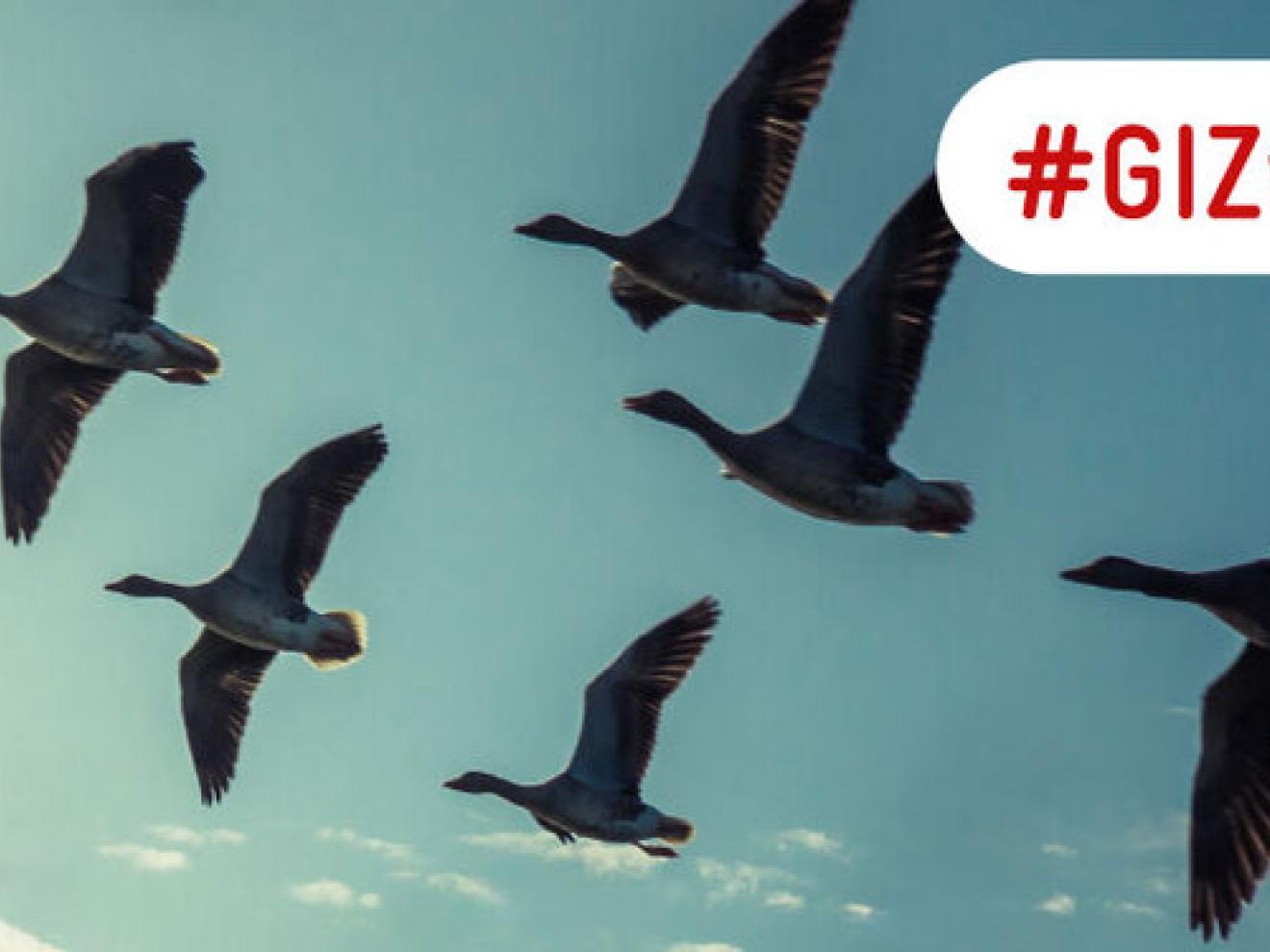 Eine Gruppe von Gänsen fliegt am Himmel.