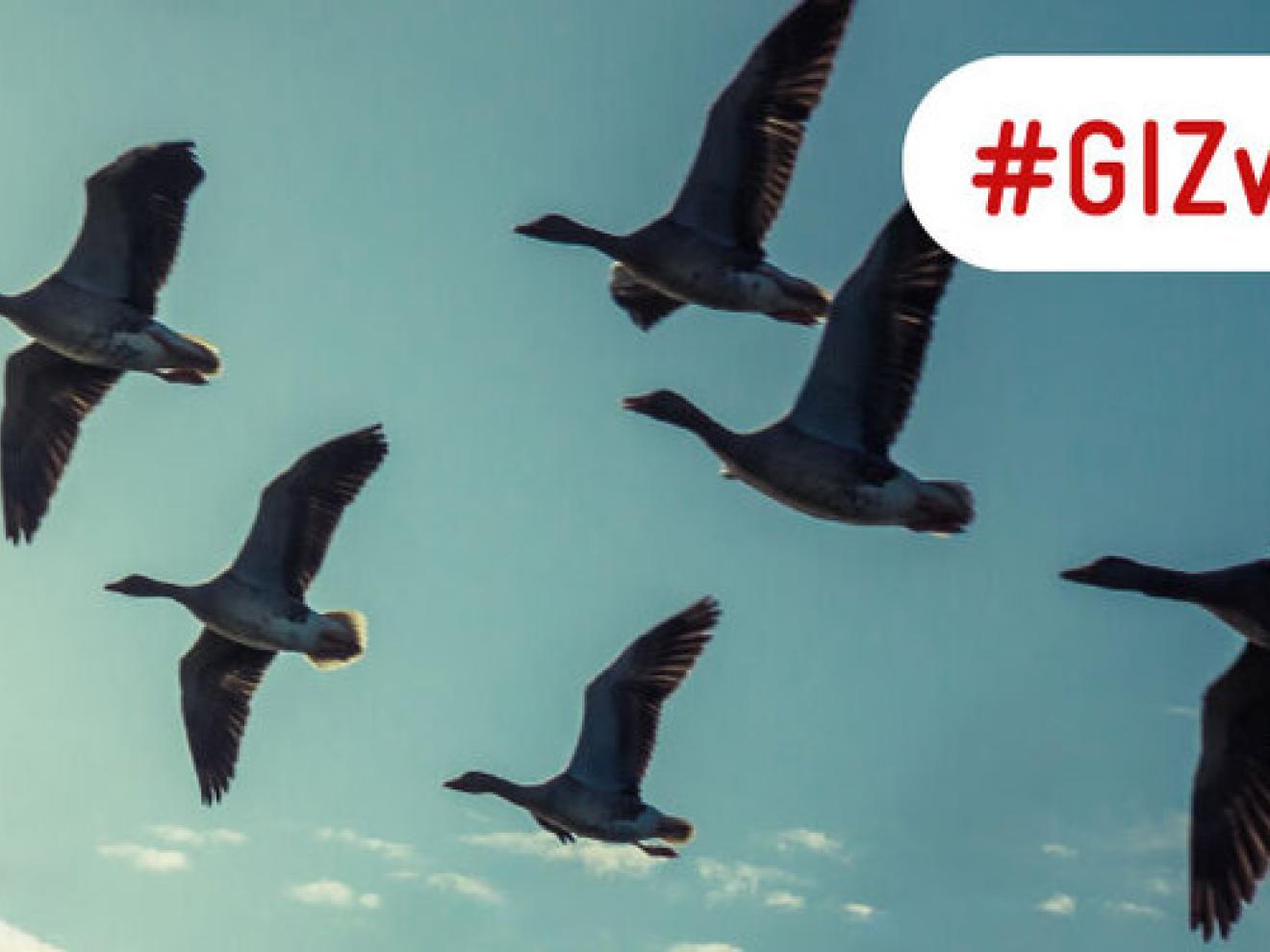 A group of geese flies in the sky.