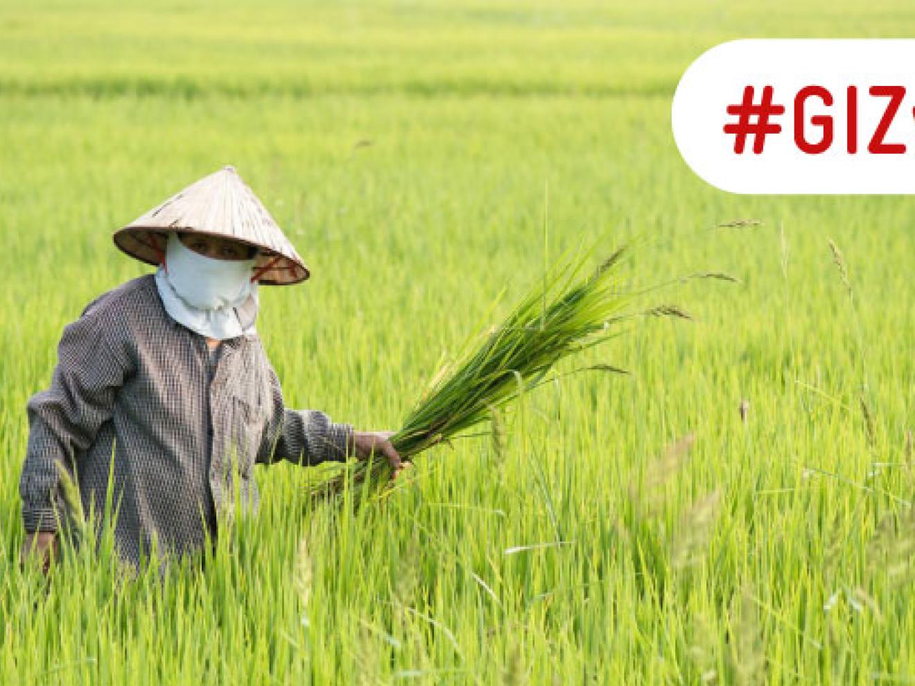 Reisbauer in traditioneller Kleidung steht in einem grünen Reisfeld in Thailand und hält Reispflanzen.