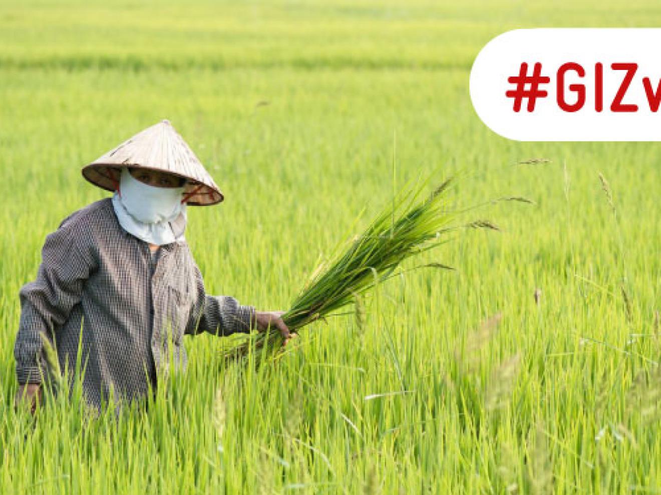 A rice farmer in traditional dress stands in a green rice field in Thailand and holds rice plants.