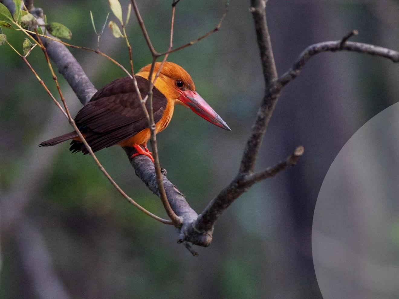 Vogel sitzt auf dem Ast