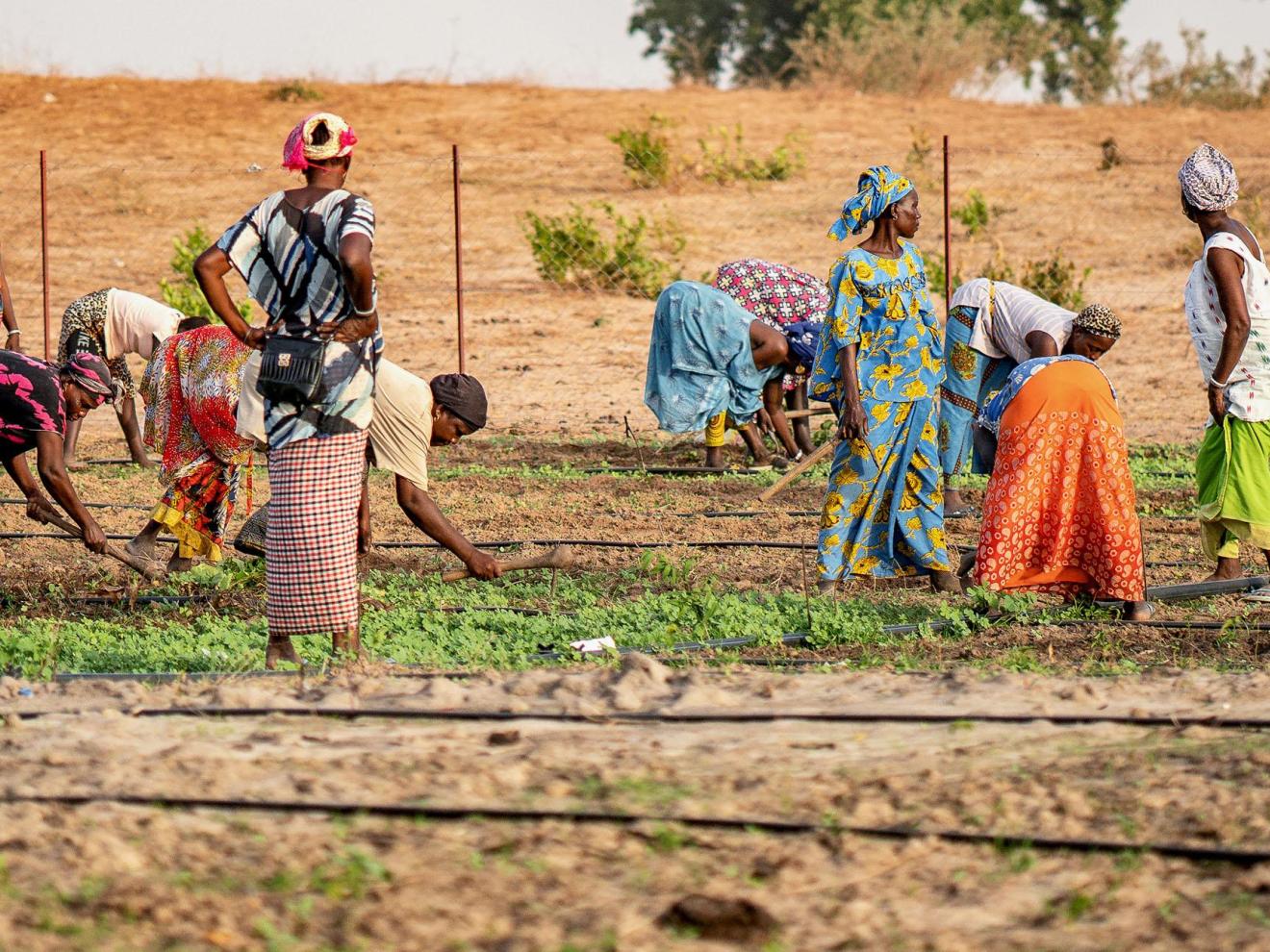 Frauen arbeiten auf einem Feld