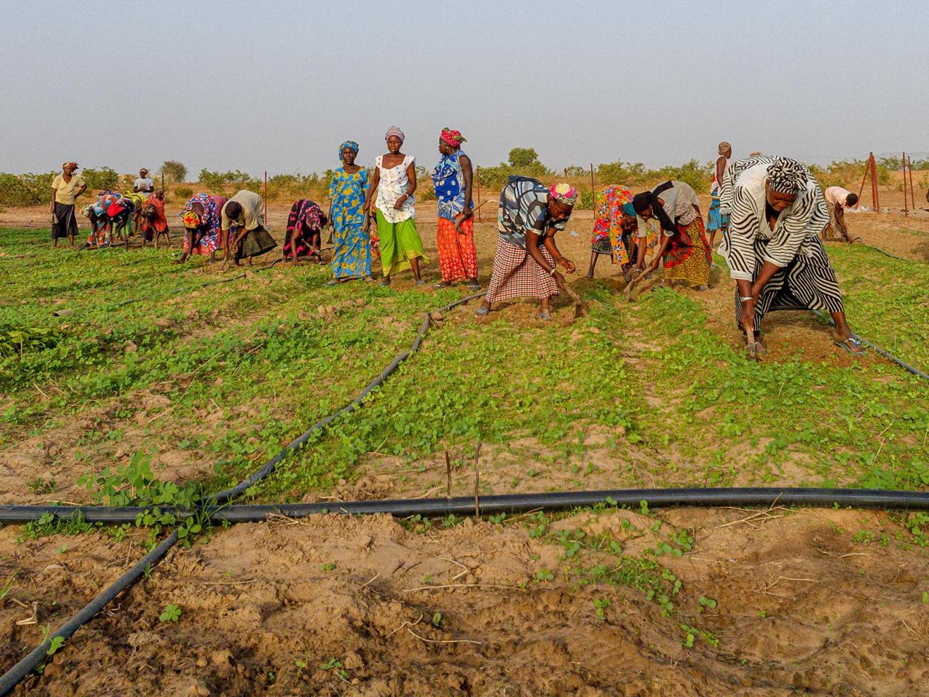 Frauen bei Feldarbeit