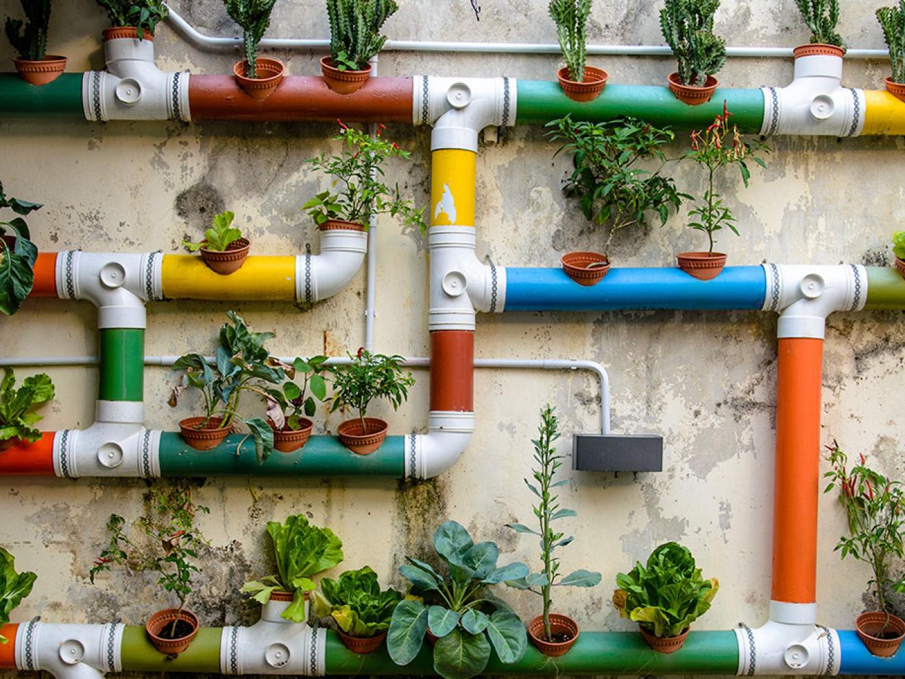 Wand voll mit Pflanzen