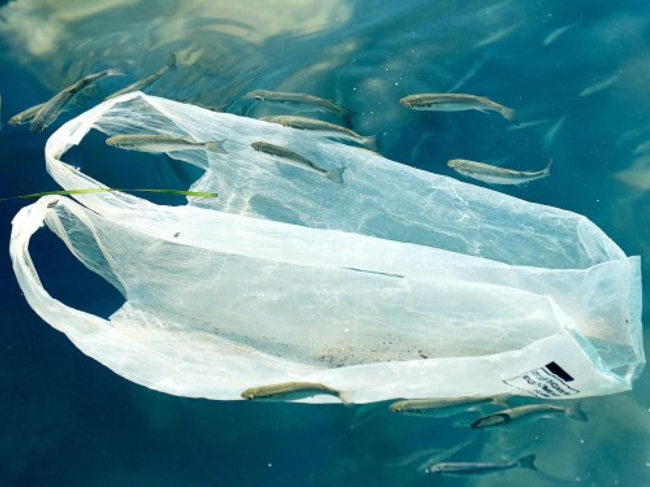 Eine Plastiktüte schwebt zwischen kleinen Fischen im Meer.