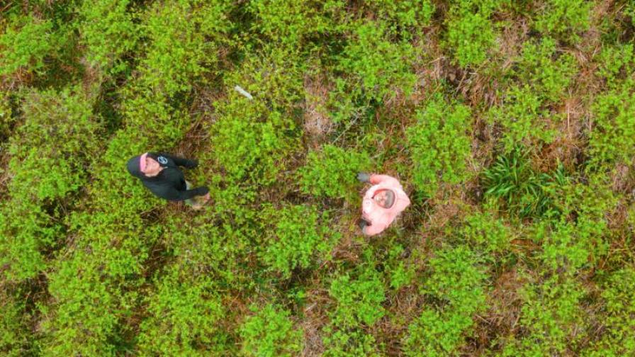5 Mitarbeiterinnen auf einer Plantage aus der Vogelperspektive