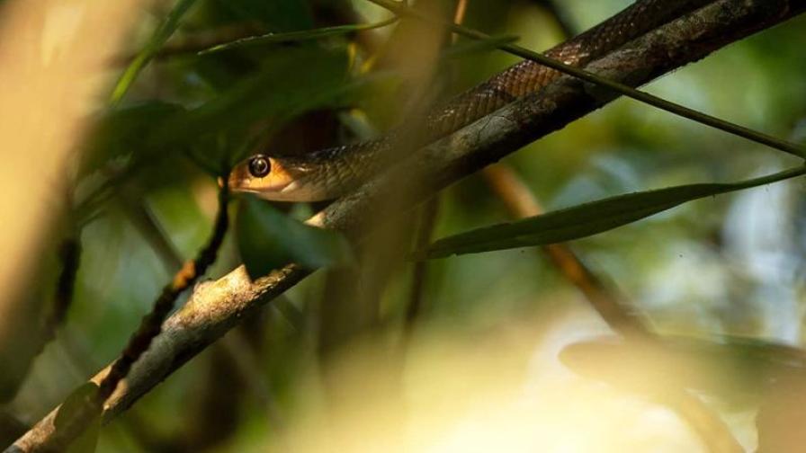 In einem dichten, von Sonnenlicht durchfluteten Blätterdach ist eine gut getarnte Schlange mit hervorschauendem Kopf auf einem Ast versteckt.